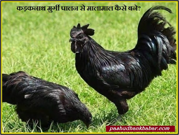 Kadaknath Murgi Palan Se Malamal Kaise Bane