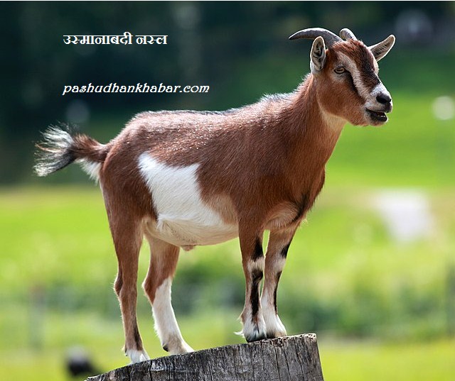 Usmanabadi Breed