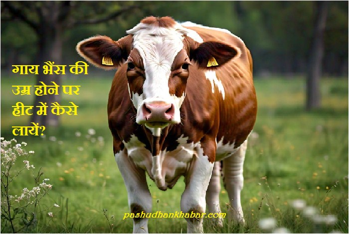 Gaay Bhains Ki Umra Hone Par Heat Me Kaise Layen