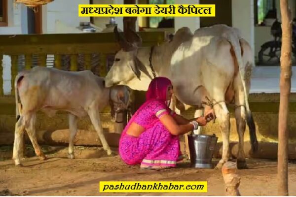 मध्यप्रदेश को डेयरी कैपिटल कैसे बनाया जायेगा । MP Ko Dairy Capital Kaise Banaya Jayega