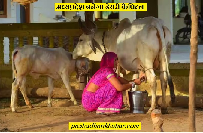 मध्यप्रदेश को डेयरी कैपिटल कैसे बनाया जायेगा । MP Ko Dairy Capital Kaise Banaya Jayega