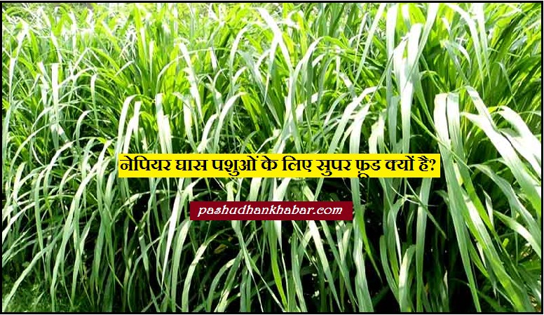 Napier Ghaas Pashuon Ke Liye Super Food Kyo Hai