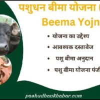 पशु बीमा योजना में फ्री बीमा कैसे करायें । Pashu Bima Yojana Me Free Bima Kaise Karayen