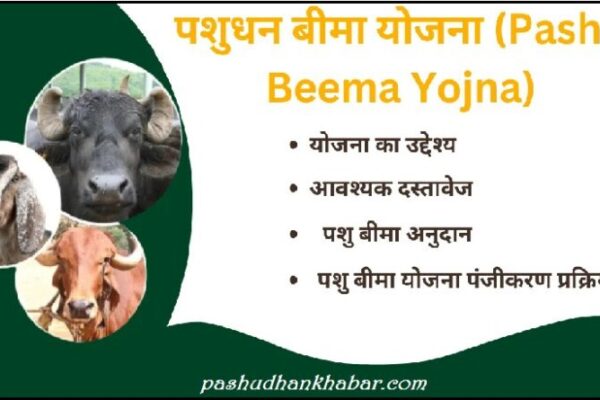 पशु बीमा योजना में फ्री बीमा कैसे करायें । Pashu Bima Yojana Me Free Bima Kaise Karayen