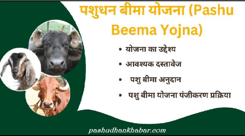 पशु बीमा योजना में फ्री बीमा कैसे करायें । Pashu Bima Yojana Me Free Bima Kaise Karayen