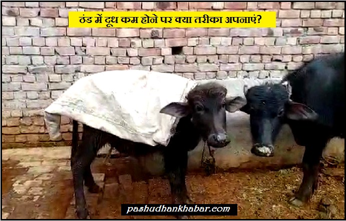 Pashuon Ke Dudh Kam Hone Par Kya Tarika Apnayen