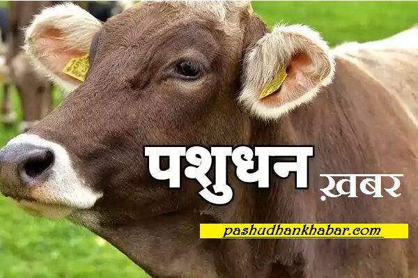 Badali Me Pashuon Ke Kritrim Garbhadhan Ke Kya Nirdesh Hai