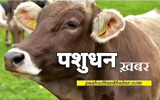 Badali Me Pashuon Ke Kritrim Garbhadhan Ke Kya Nirdesh Hai