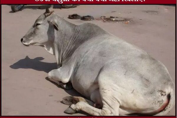 Thand Me Pashuon Ko Kya Kya Nahi Khilayen