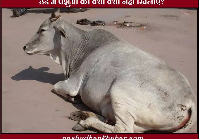 Thand Me Pashuon Ko Kya Kya Nahi Khilayen